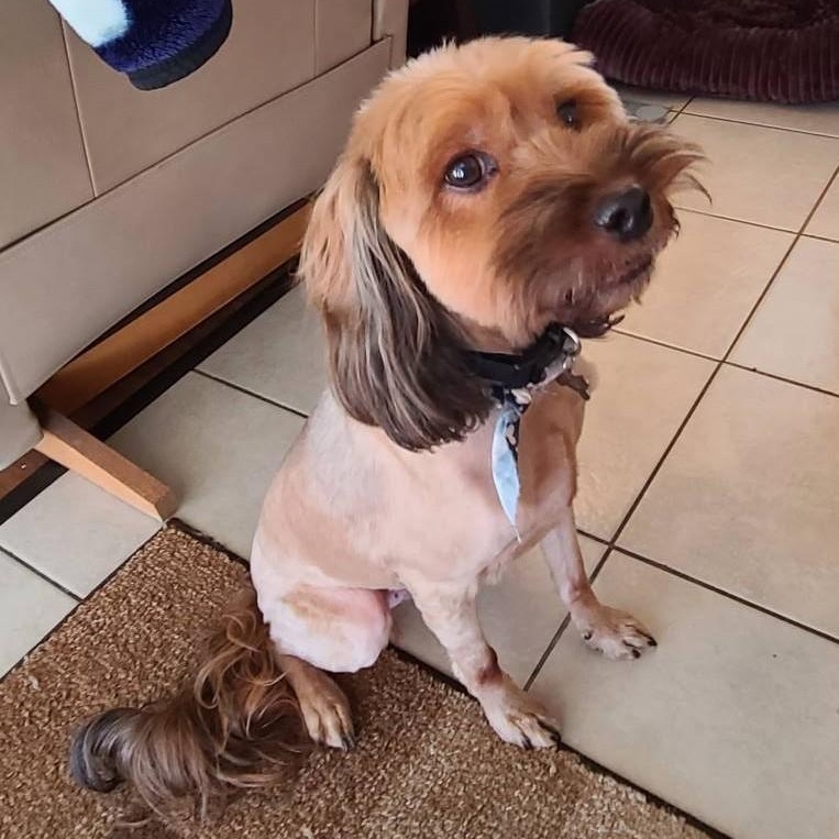 Enlarge CHEWY AND WINNIE , a ADOPTABLE mixed breed in Marana, AZ image 1/2