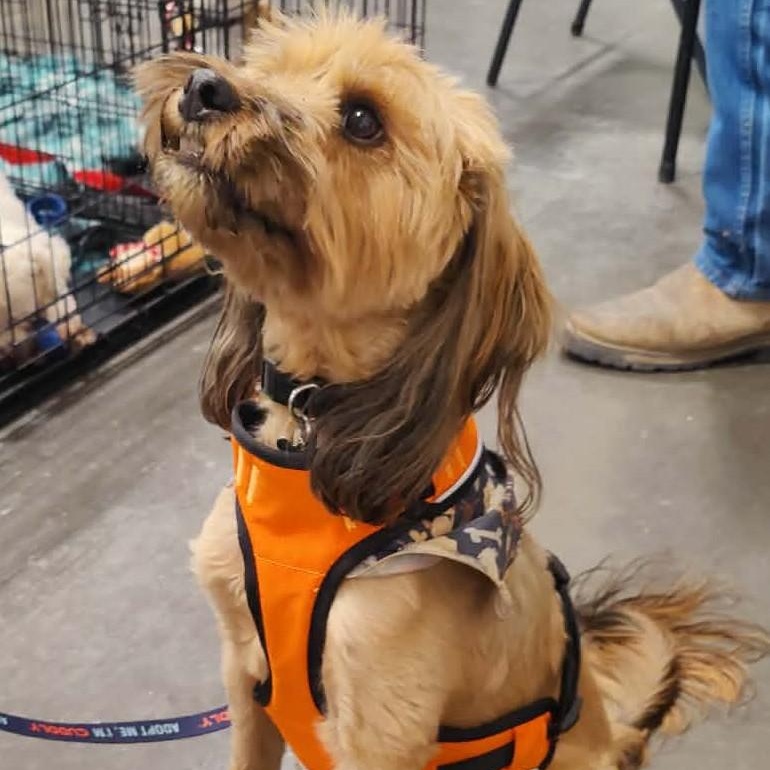 Enlarge CHEWY AND WINNIE , a ADOPTABLE mixed breed in Marana, AZ image 5/6
