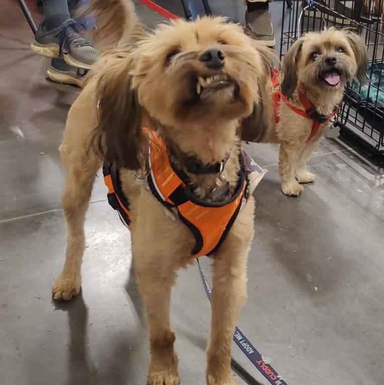 Enlarge CHEWY AND WINNIE , a ADOPTABLE mixed breed in Marana, AZ image 1/6
