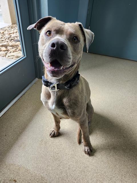 Enlarge BILL, a Adoptable mixed breed in Newton, NC image 1/1