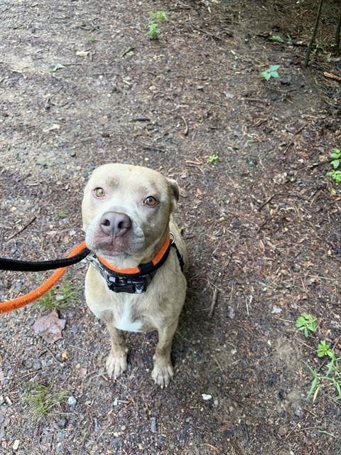 BILL, Adoptable, Adult Male Pit Bull Terrier & Mixed Breed.
