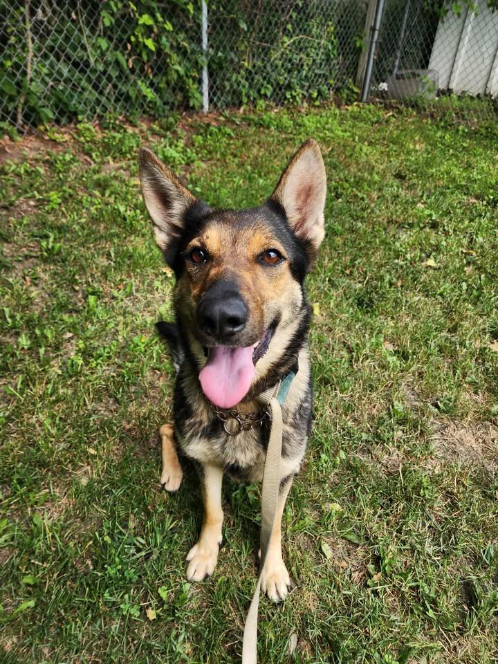 RHEA, Adult Female German Shepherd Dog