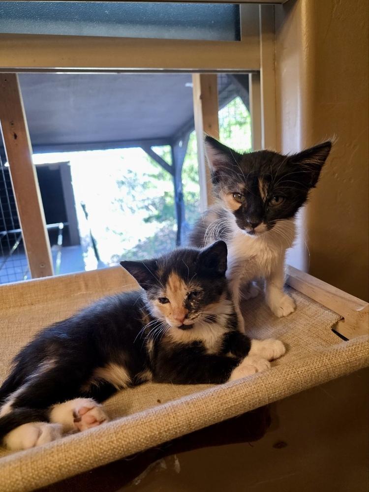 Patches, Adoptable, Kitten Female Domestic Short Hair.