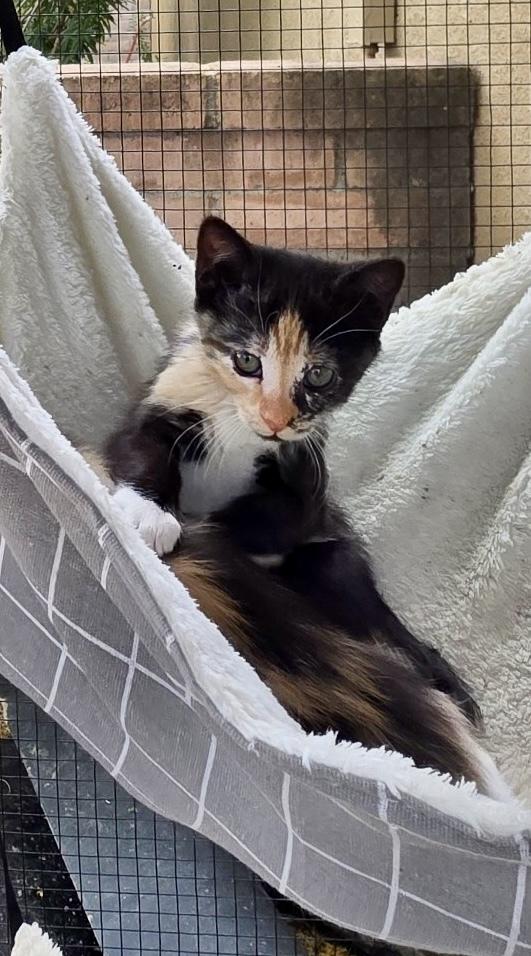 Enlarge Patches, a Adoptable Domestic Short Hair in Green Valley, AZ image 2/6