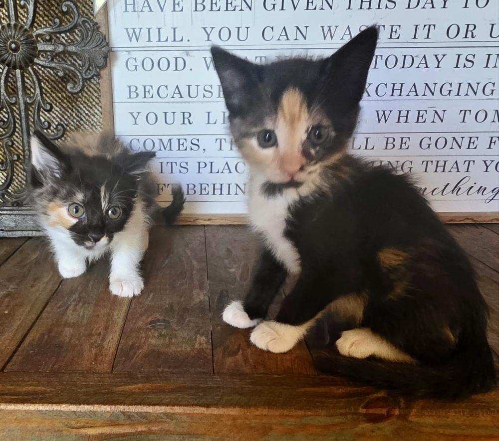 Enlarge Patches, a Adoptable Domestic Short Hair in Green Valley, AZ image 3/6