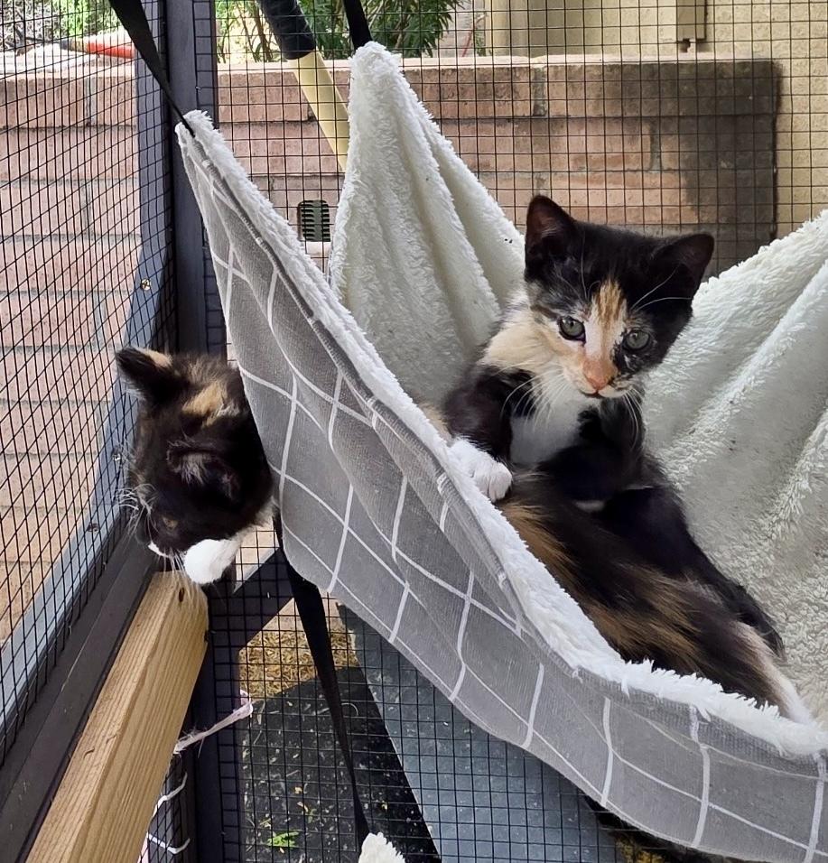 Enlarge Patches, a Adoptable Domestic Short Hair in Green Valley, AZ image 4/6