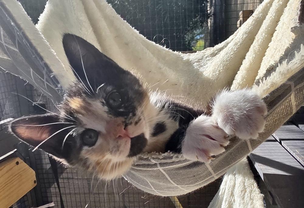 Enlarge Patches, a Adoptable Domestic Short Hair in Green Valley, AZ image 5/6