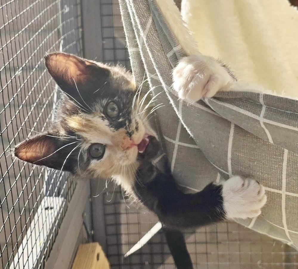 Enlarge Patches, a Adoptable Domestic Short Hair in Green Valley, AZ image 6/6