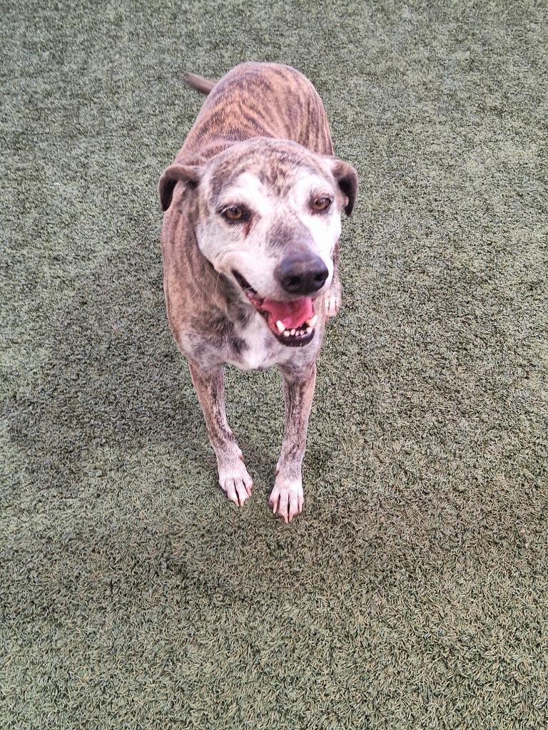 Eleanor, Adoptable, Adult Female Terrier.