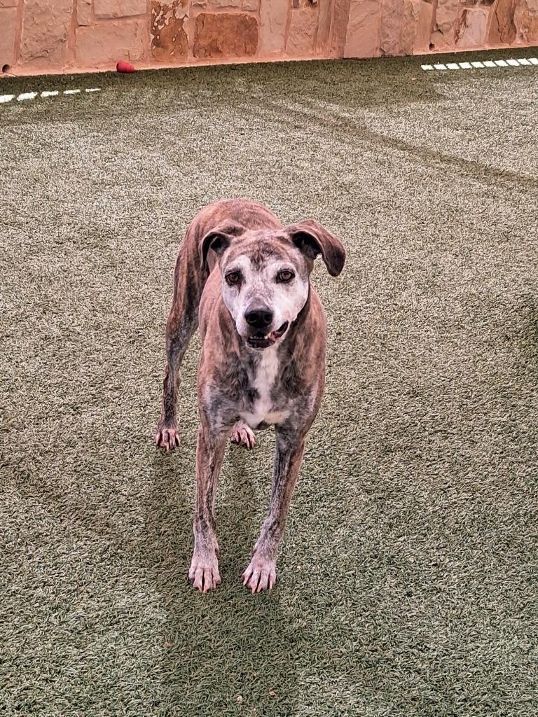 Enlarge Eleanor, a Adoptable mixed breed in Seguin, TX image 2/4