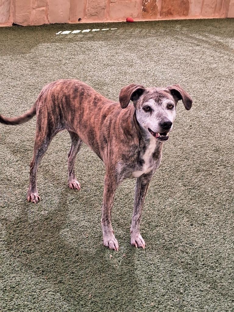 Enlarge Eleanor, a Adoptable mixed breed in Seguin, TX image 3/4