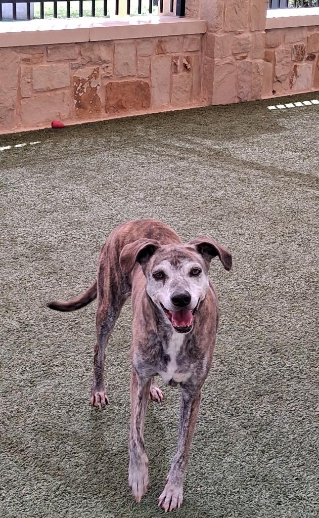 Enlarge Eleanor, a Adoptable mixed breed in Seguin, TX image 4/4