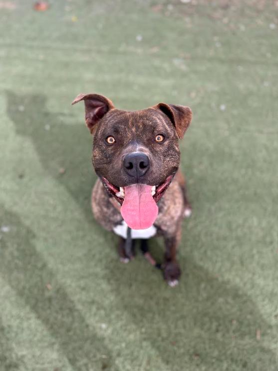 Bagel **Courtesy Post. Out of town pet. See below for details**