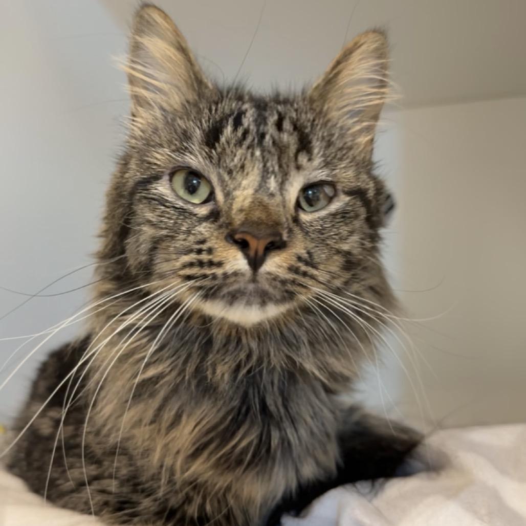 Enlarge Babycakes, a Adoptable Domestic Long Hair in Matteson, IL image 2/6