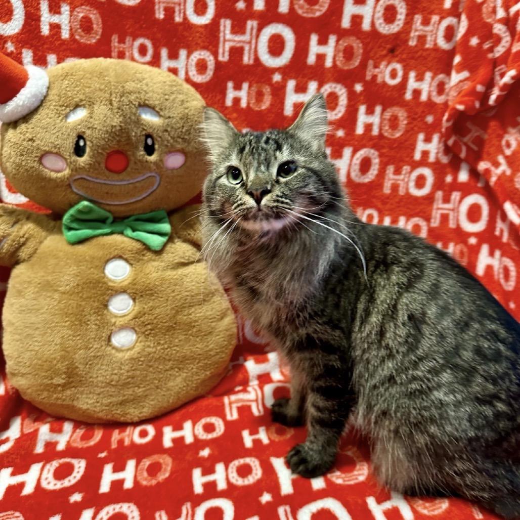 Enlarge Babycakes, a Adoptable Domestic Long Hair in Matteson, IL image 3/6