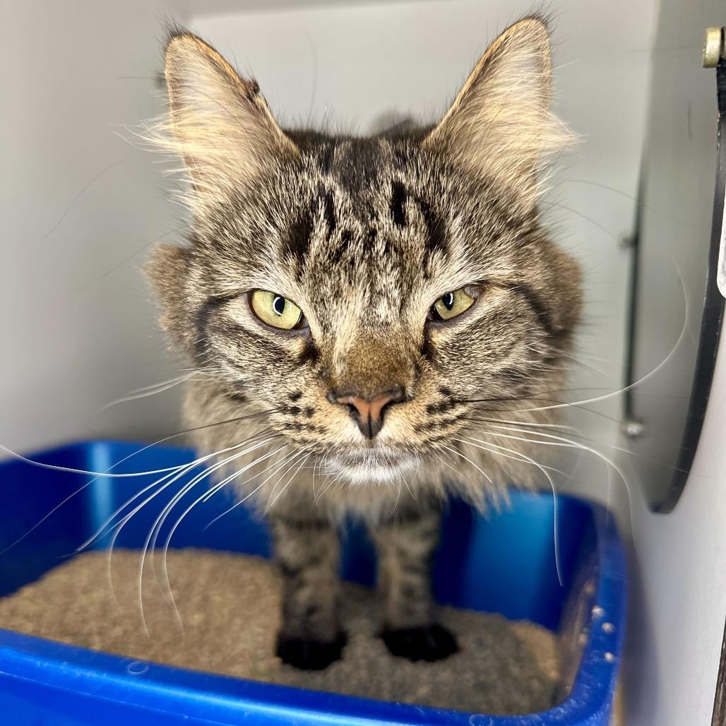 Enlarge Babycakes, a Adoptable Domestic Long Hair in Matteson, IL image 4/6
