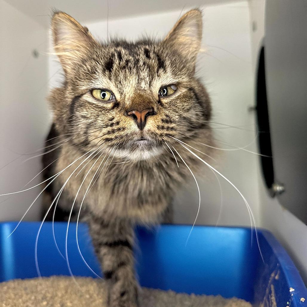 Enlarge Babycakes, a Adoptable Domestic Long Hair in Matteson, IL image 5/6