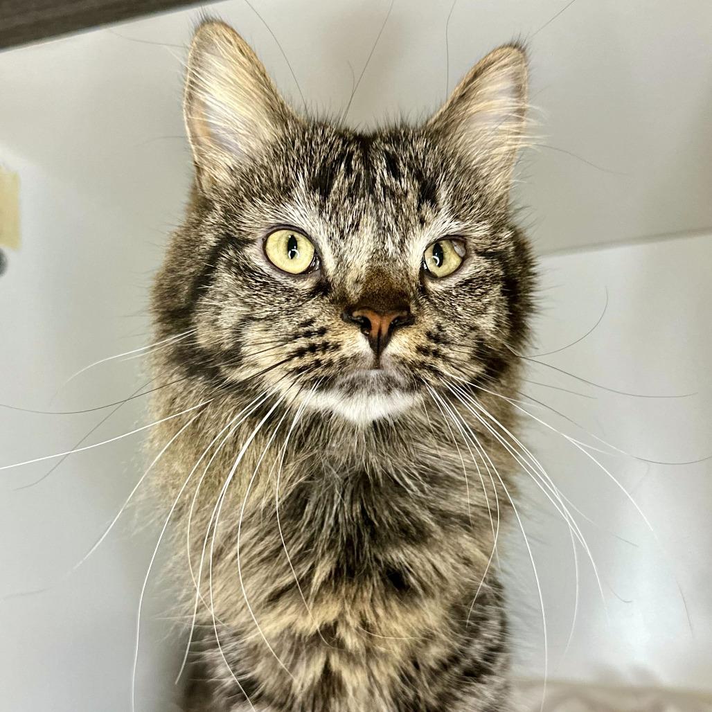 Enlarge Babycakes, a Adoptable Domestic Long Hair in Matteson, IL image 6/6