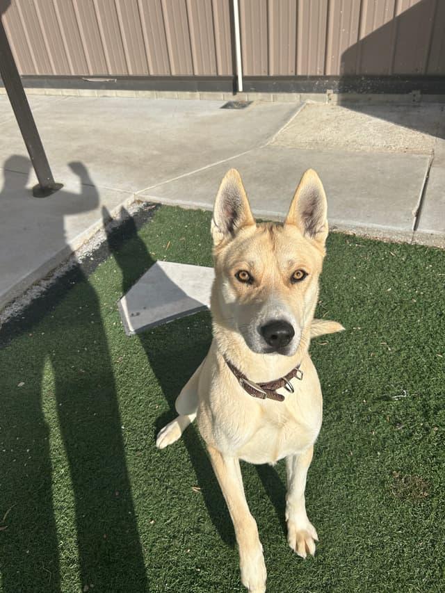 Ranger, a ADOPTABLE mixed breed in Seward, NE image 2/3