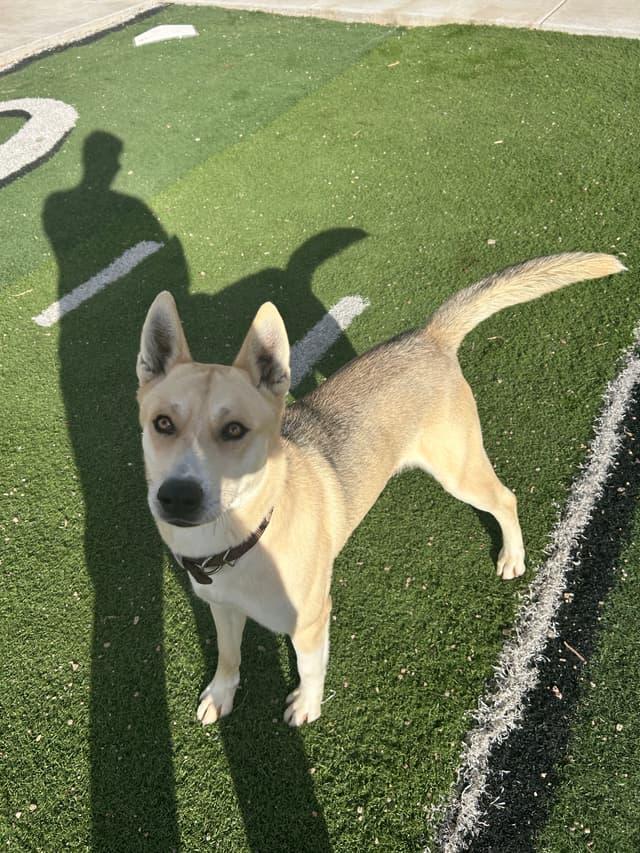 Ranger, ADOPTABLE, Adult Male German Shepherd Dog.