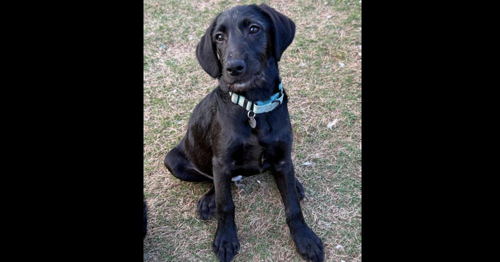 Rooney, Adoptable, Puppy Male Poodle & Labrador Retriever.