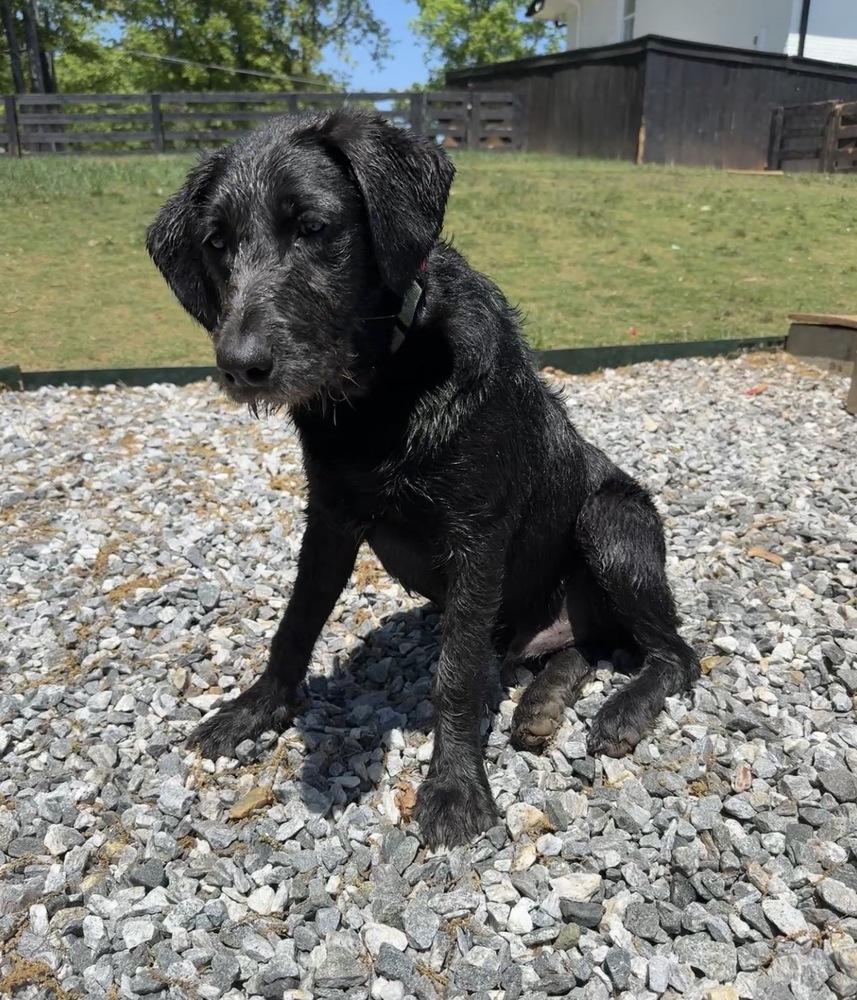 Enlarge Rooney, a Adoptable mixed breed in Milton, GA image 2/4