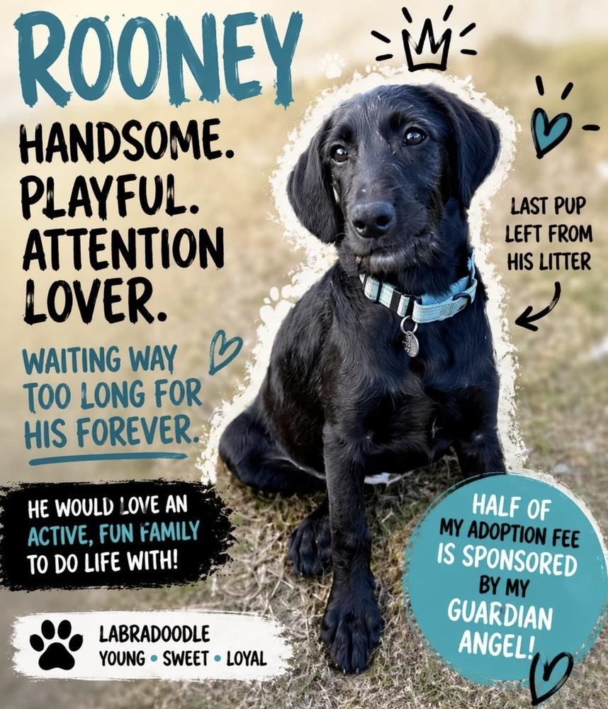 Enlarge Rooney, a Adoptable mixed breed in Milton, GA image 3/4