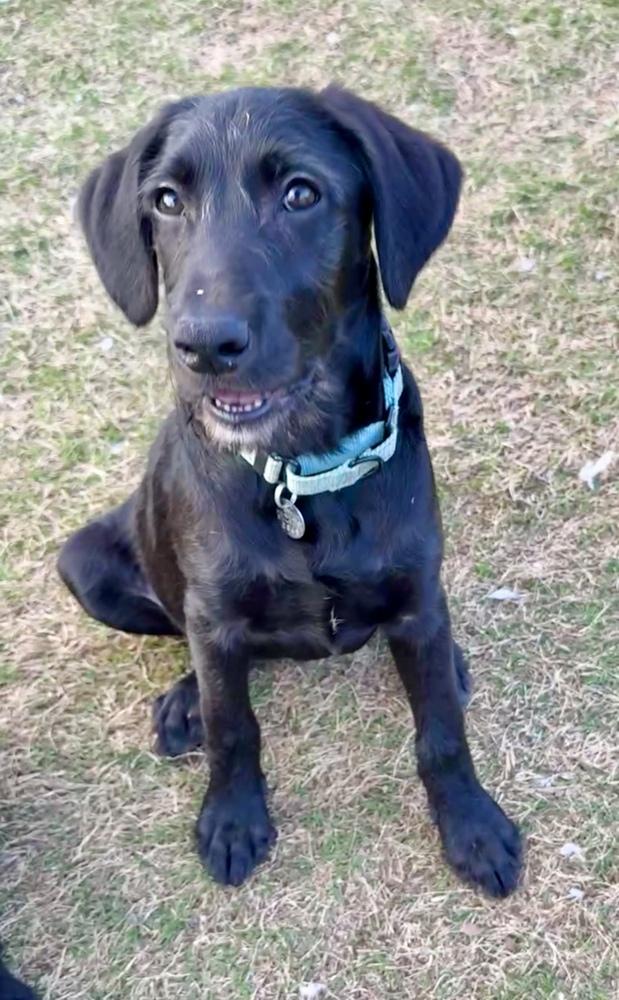 Enlarge Rooney, a Adoptable mixed breed in Milton, GA image 4/4