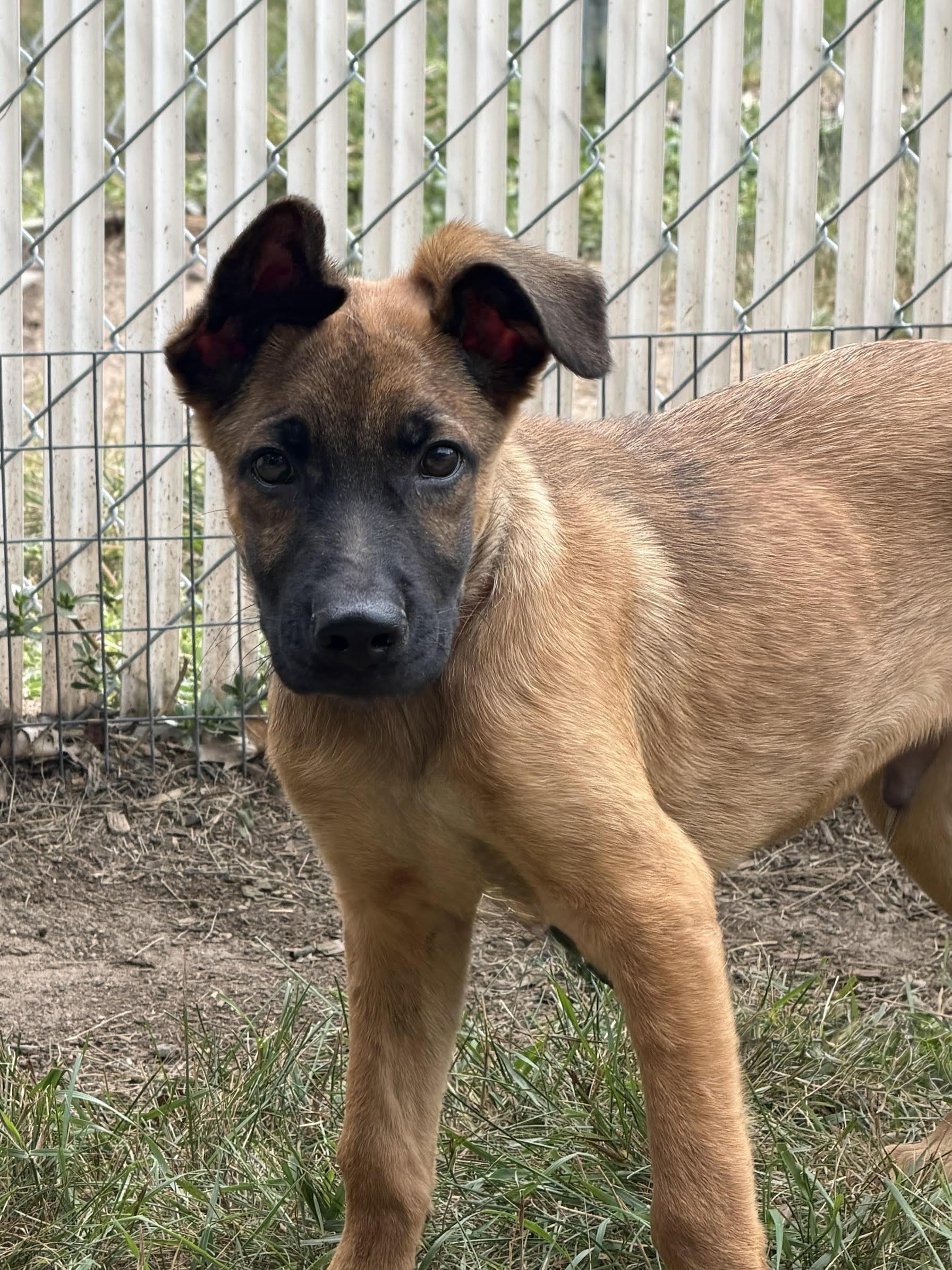 Desi, adoptable, Puppy Male German Shepherd Dog & Mixed Breed.