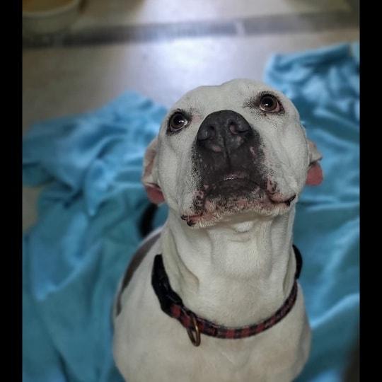 Enlarge Daisy, a ADOPTABLE mixed breed in Attica, IN image 1/1