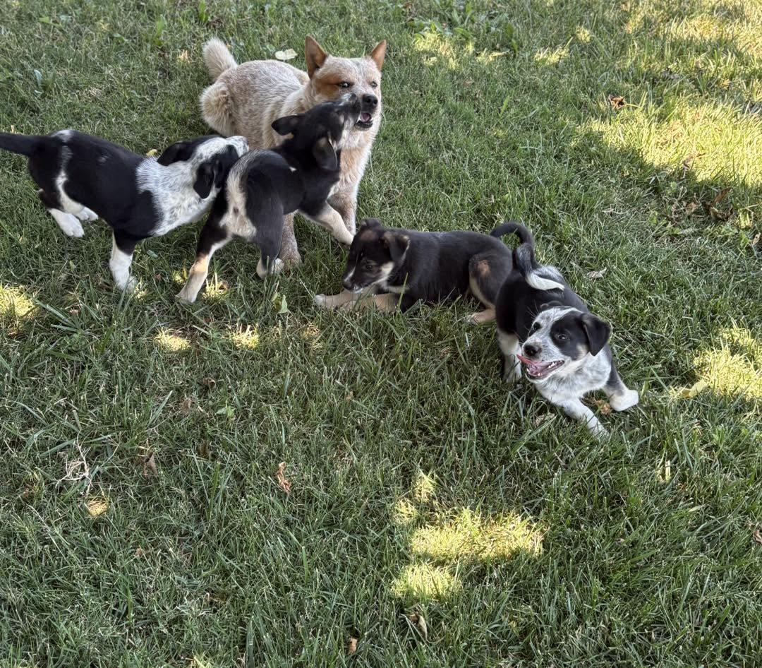 Puppies, a ADOPTABLE Australian Cattle Dog / Blue Heeler in Vacaville, CA image 2/5