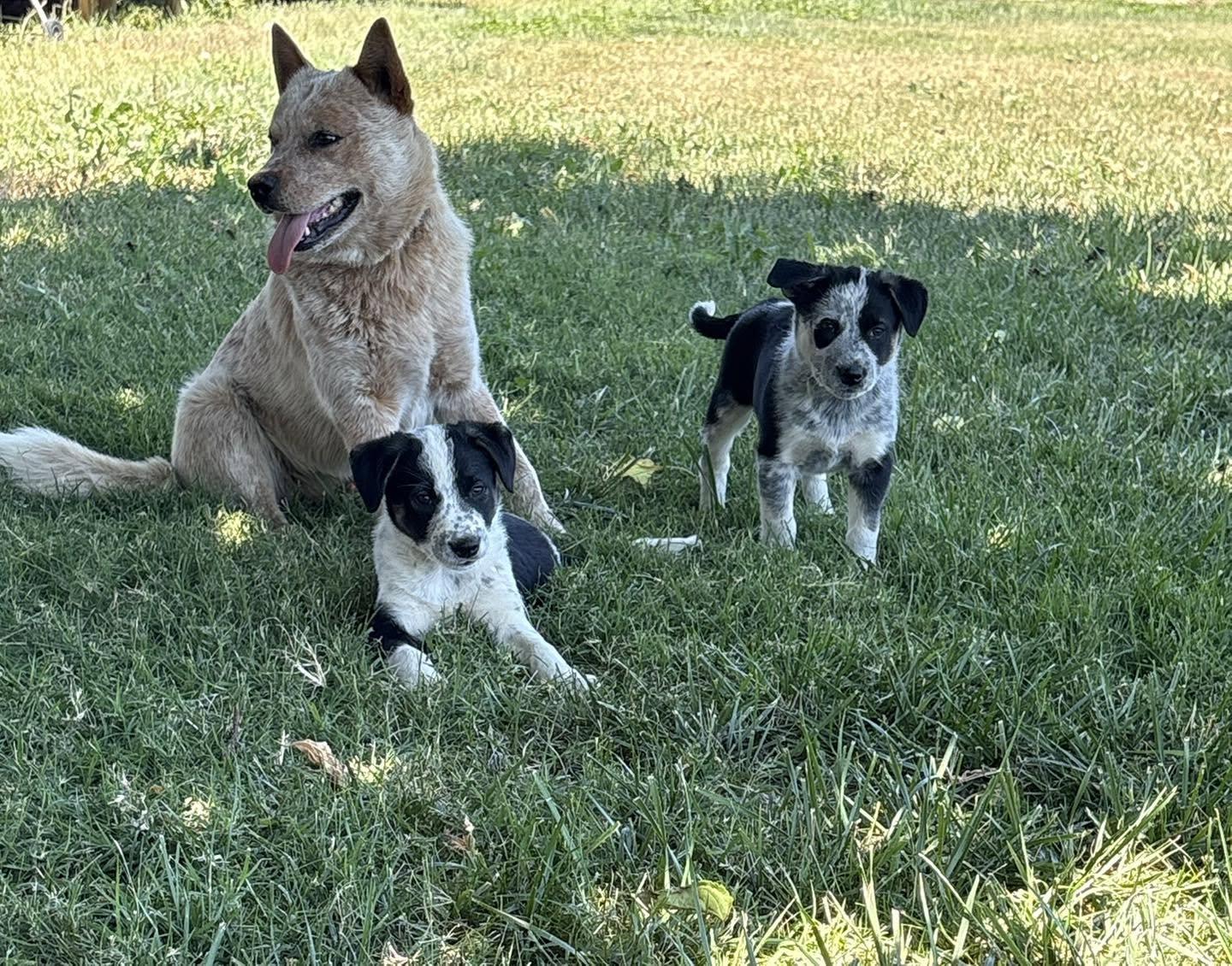 Puppies, ADOPTABLE, Puppy Male Australian Cattle Dog / Blue Heeler.