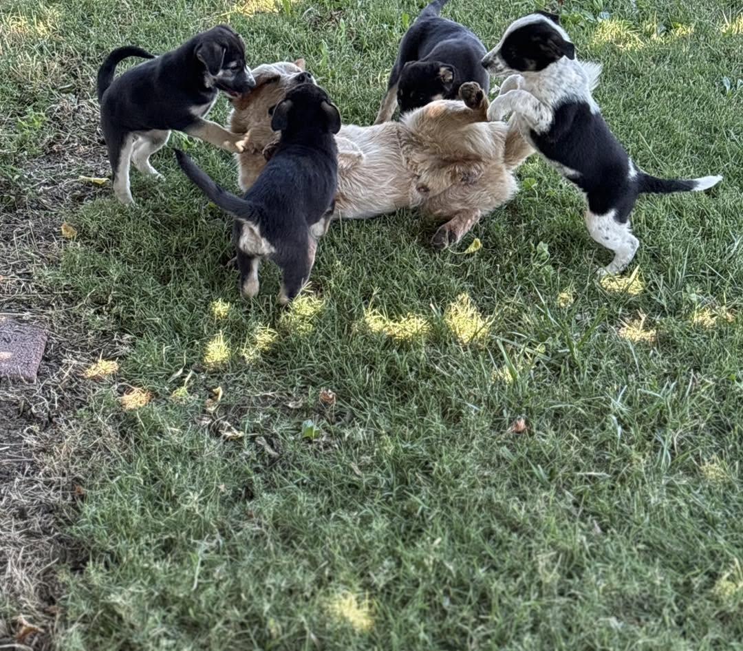 Puppies, a ADOPTABLE Australian Cattle Dog / Blue Heeler in Vacaville, CA image 4/5