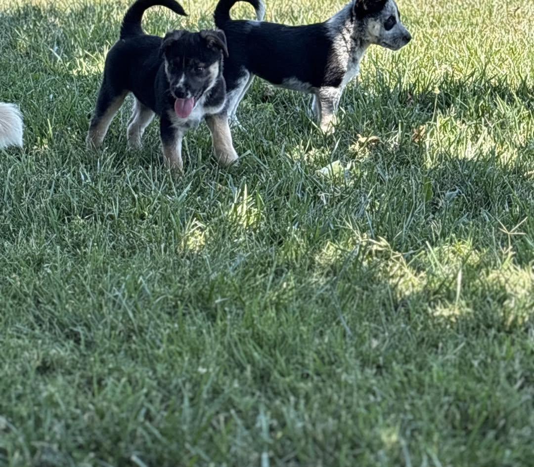 Puppies, a ADOPTABLE Australian Cattle Dog / Blue Heeler in Vacaville, CA image 5/5