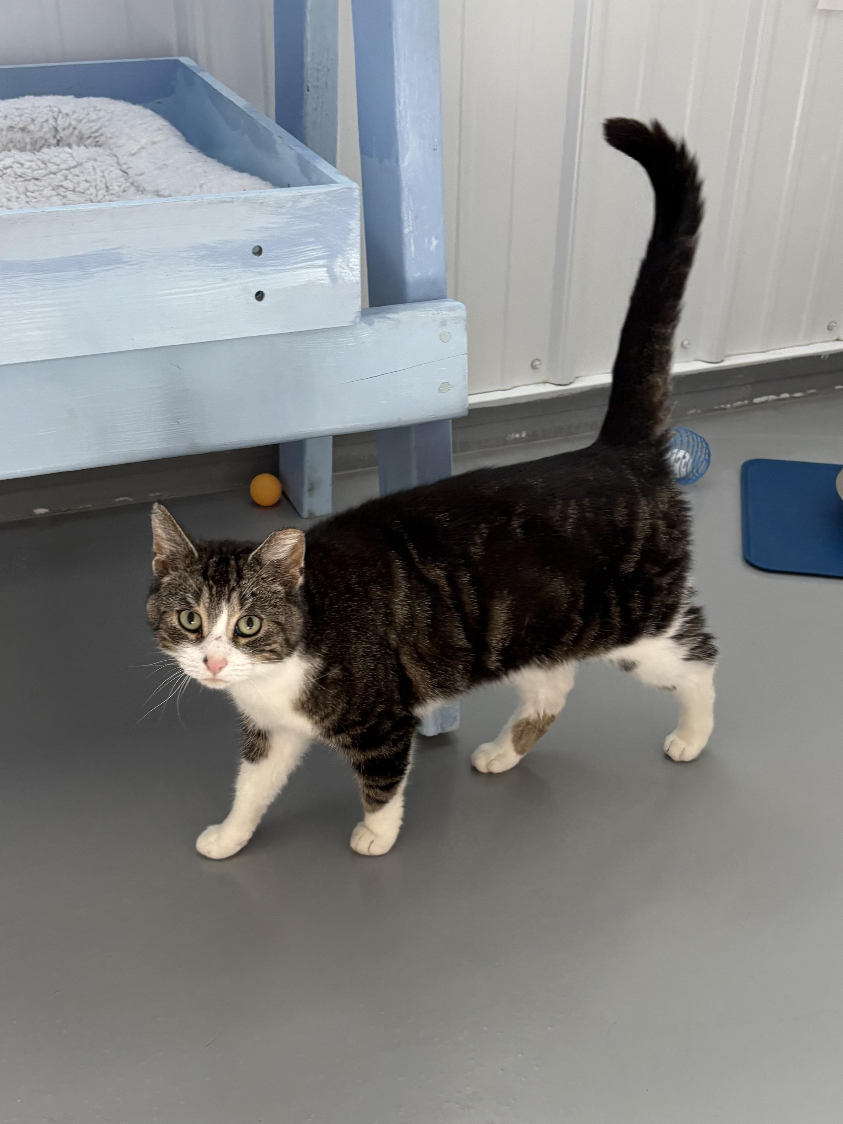 Pilot, a ADOPTABLE American Shorthair in Big Rapids, MI image 4/4