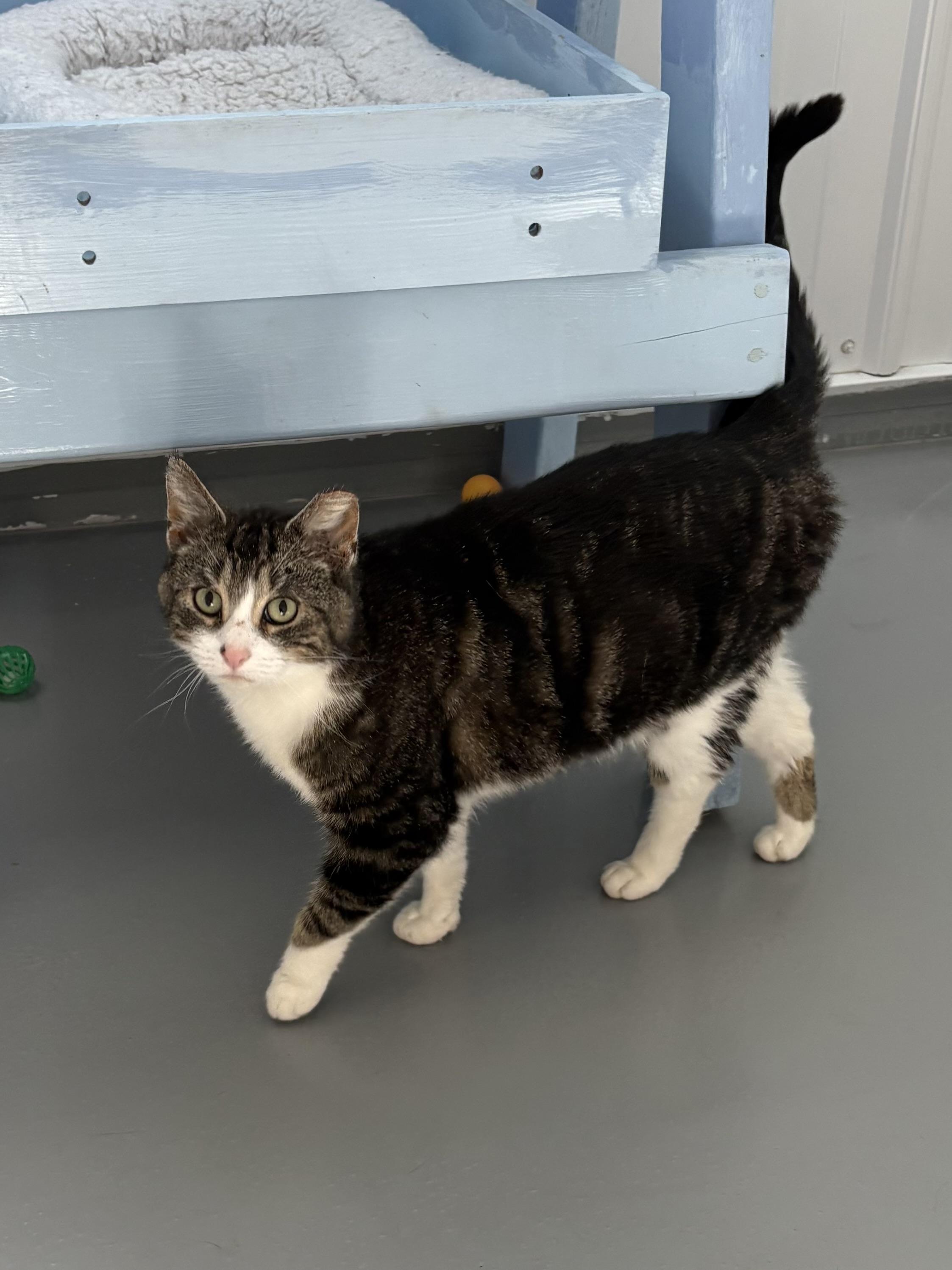 Pilot, ADOPTABLE, Adult Female American Shorthair.