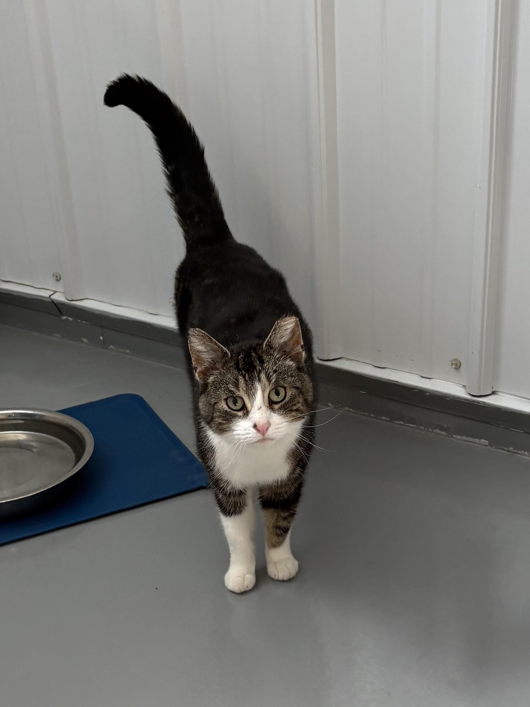 Pilot, a ADOPTABLE American Shorthair in Big Rapids, MI image 3/4