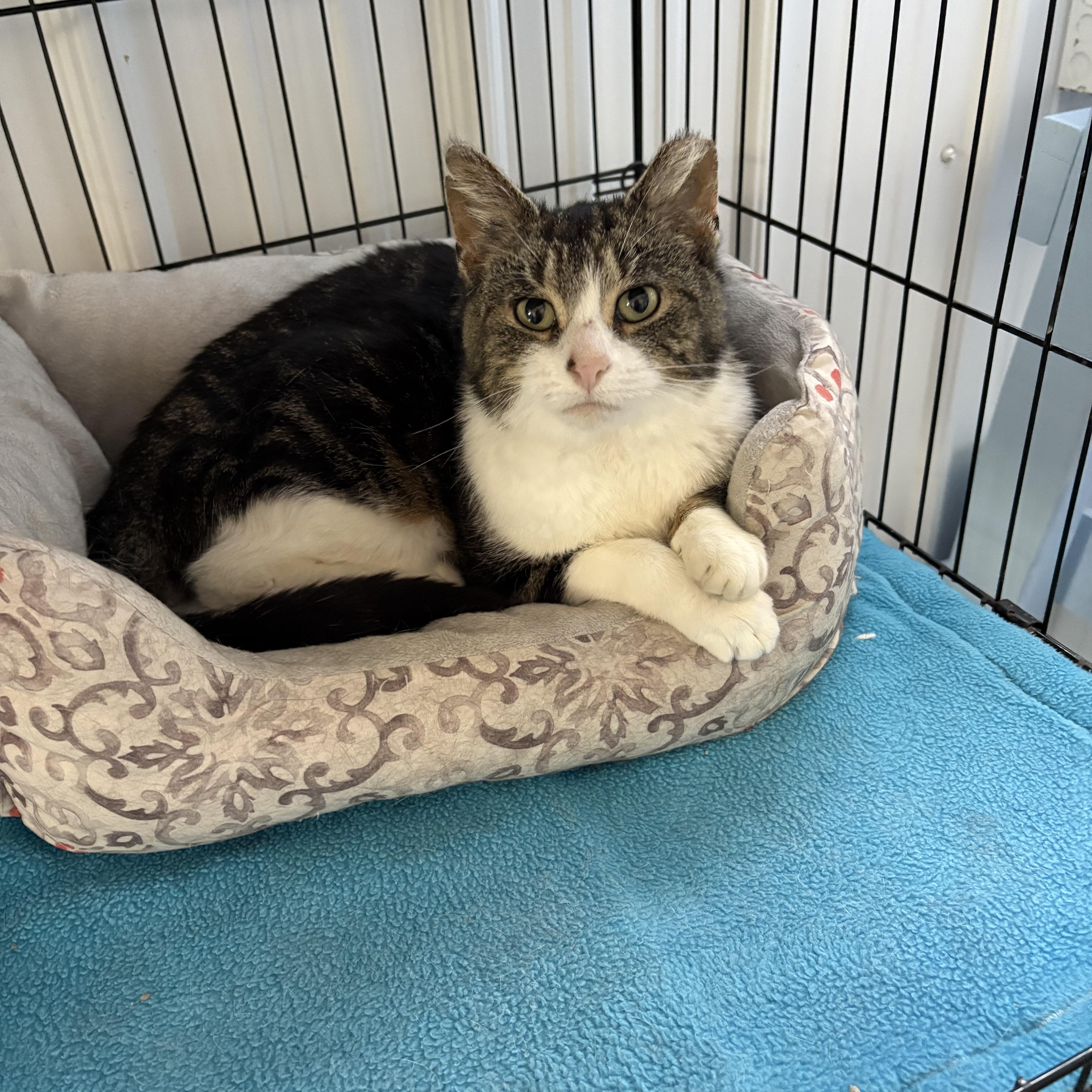 Pilot, a ADOPTABLE American Shorthair in Big Rapids, MI image 2/4