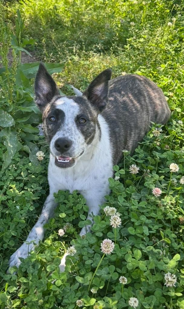 Joy, Adoptable, Puppy Female Catahoula Leopard Dog.