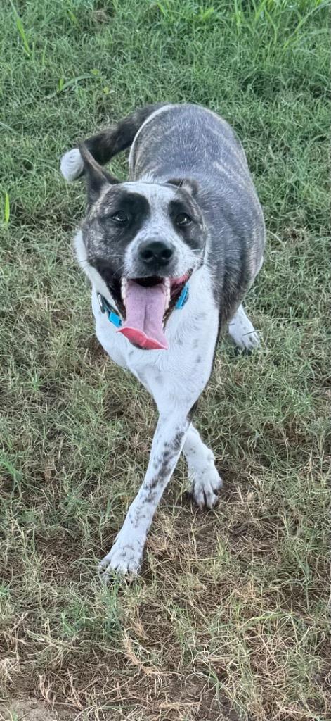 Enlarge Joy, a Adoptable Catahoula Leopard Dog in Greenwood, MS image 2/2
