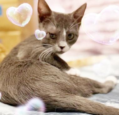 Enlarge Ren J, a ADOPTABLE Domestic Short Hair in Fair Oaks, CA image 1/1
