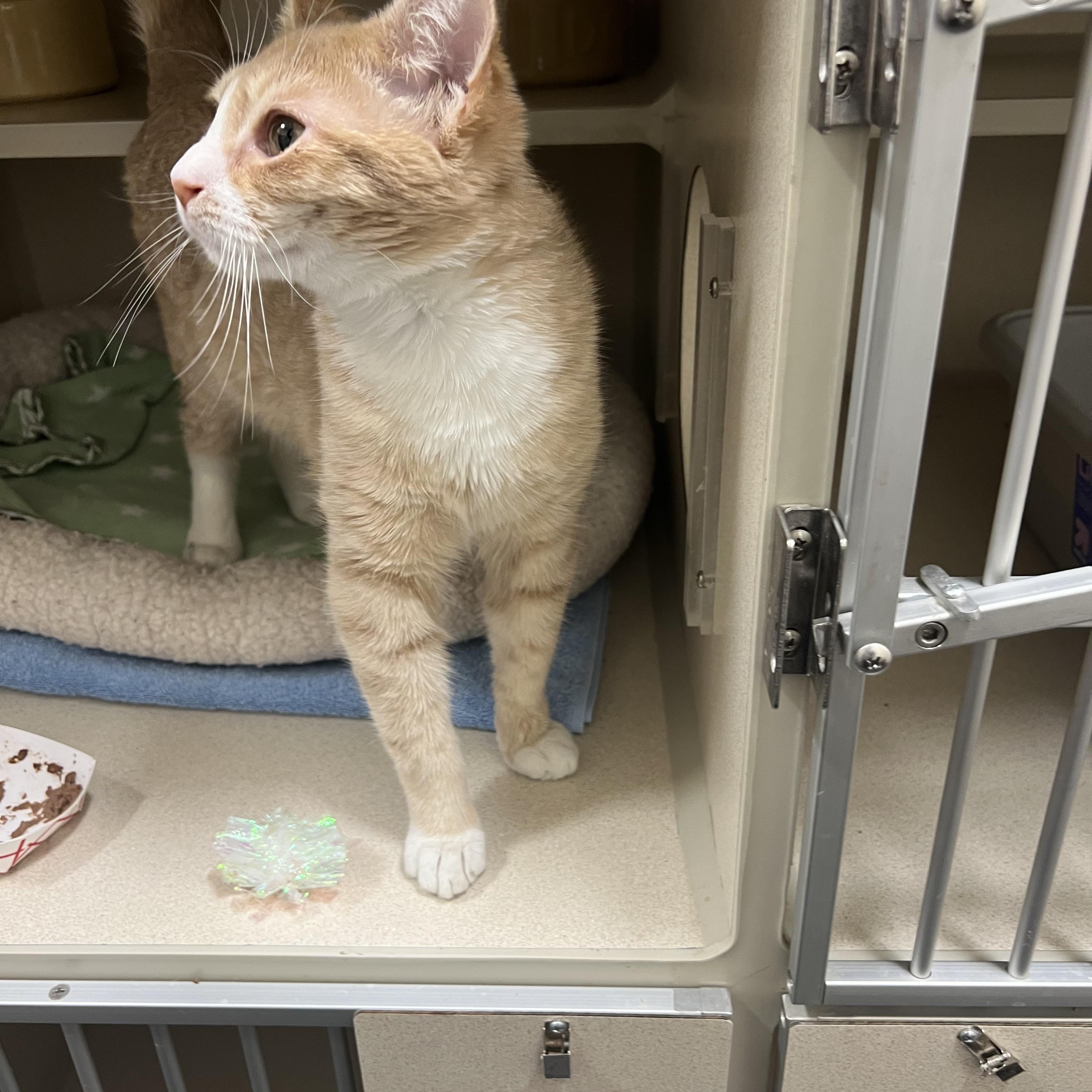 Yuri, a Adoptable Tabby in New Rochelle, NY image 4/4