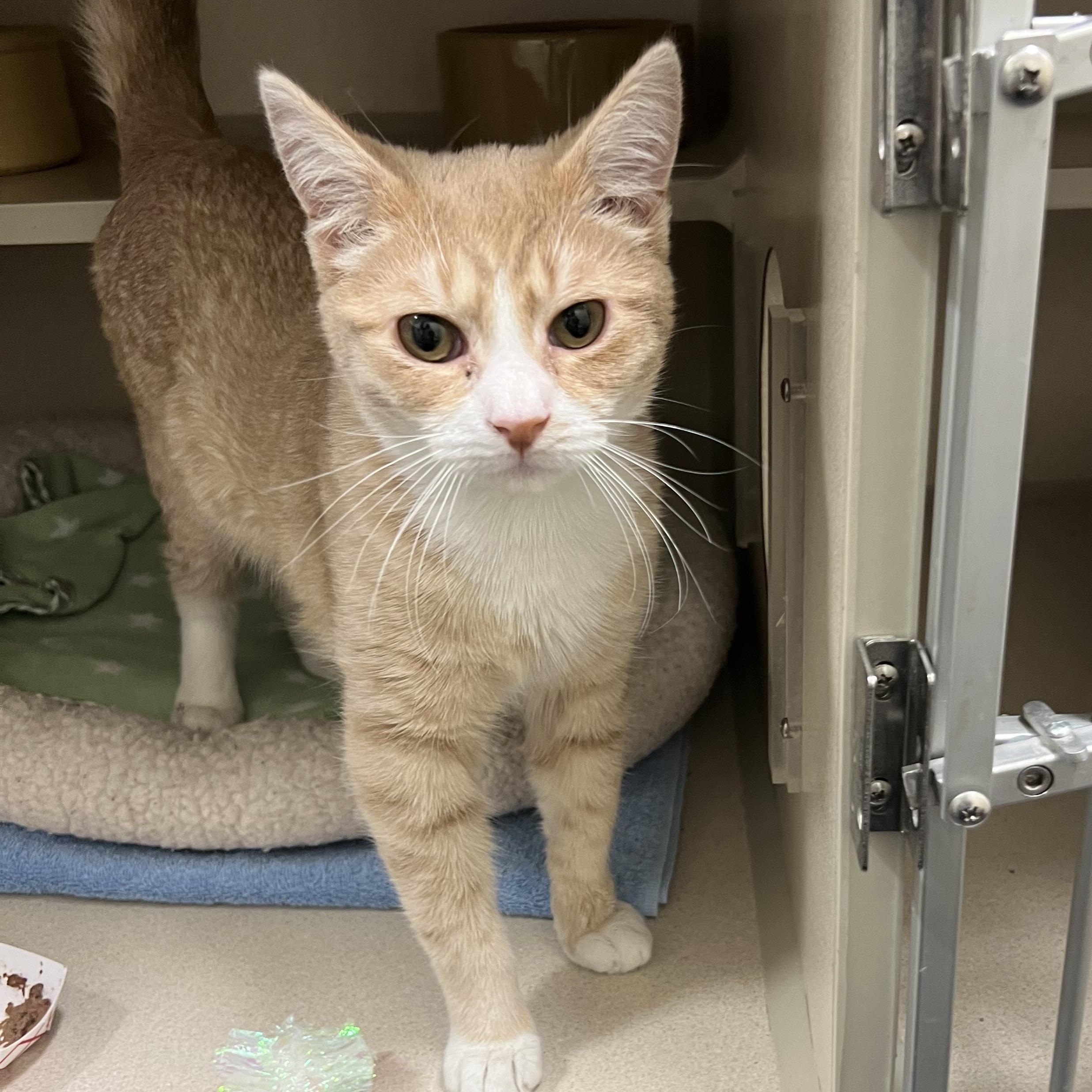 Yuri, a Adoptable Tabby in New Rochelle, NY image 3/4