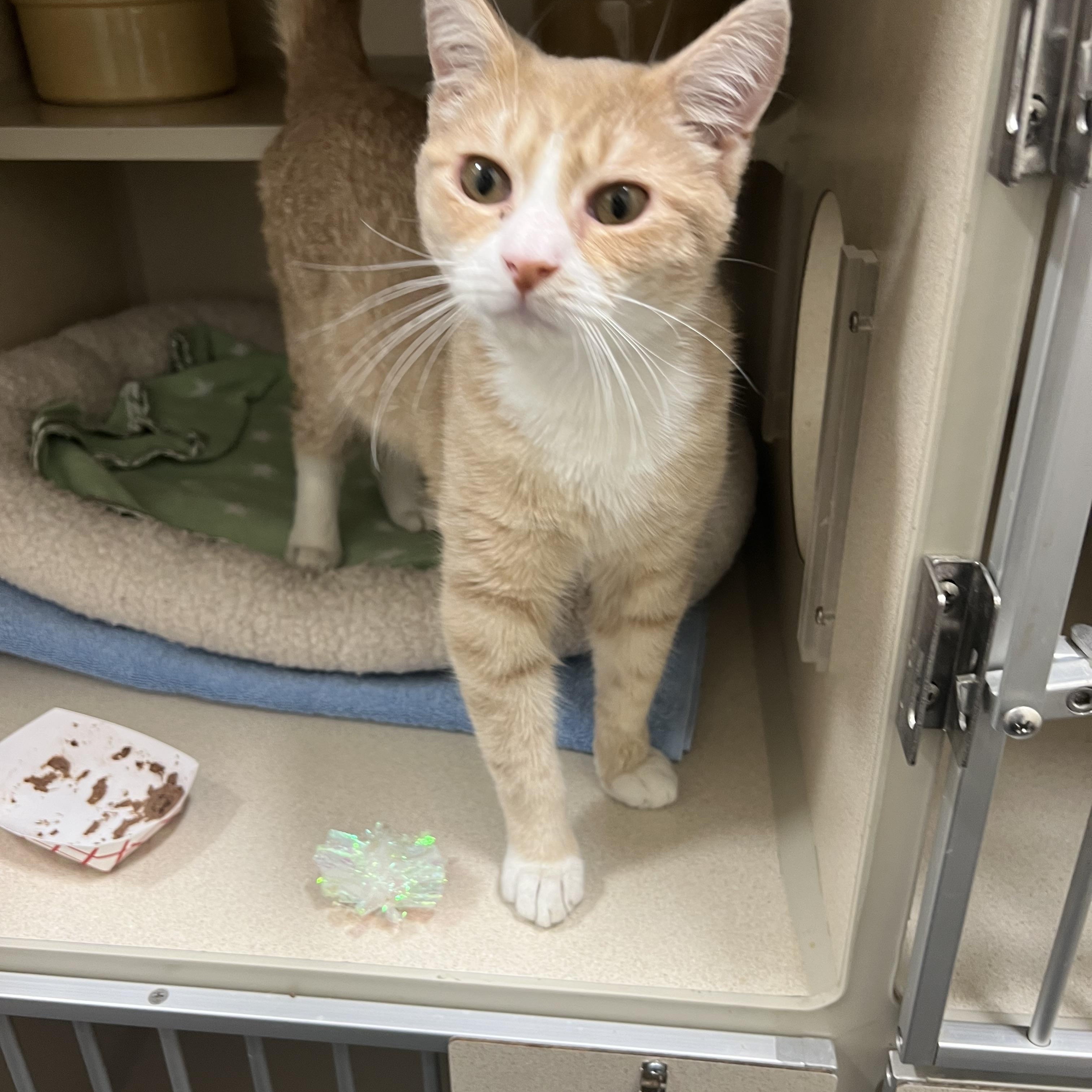 Yuri, a Adoptable Tabby in New Rochelle, NY image 2/4