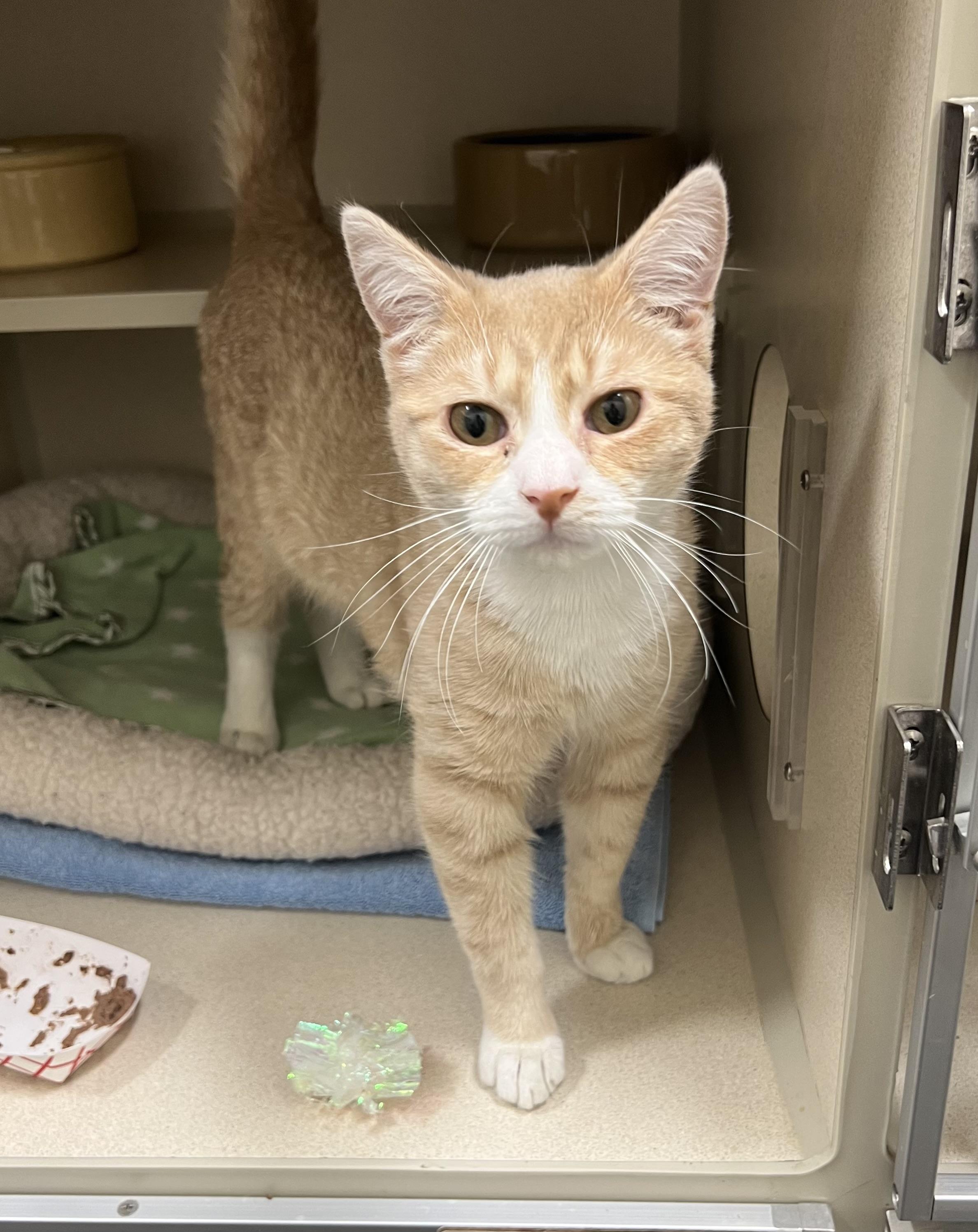 Yuri, a Adoptable Tabby in New Rochelle, NY image 1/4