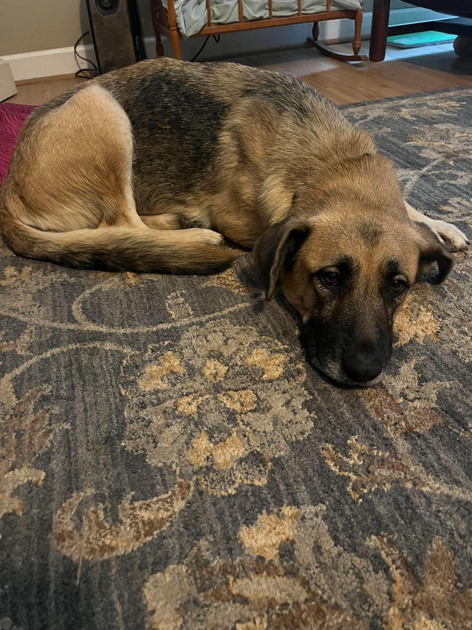 Enlarge Maple, a Adoptable mixed breed in Mobile, AL image 1/3