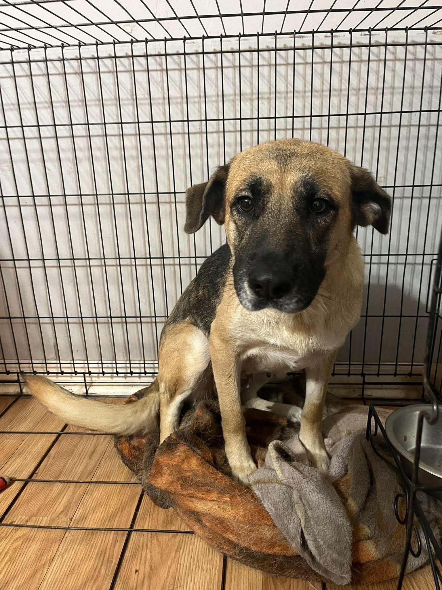 Enlarge Maple, a Adoptable mixed breed in Mobile, AL image 3/3
