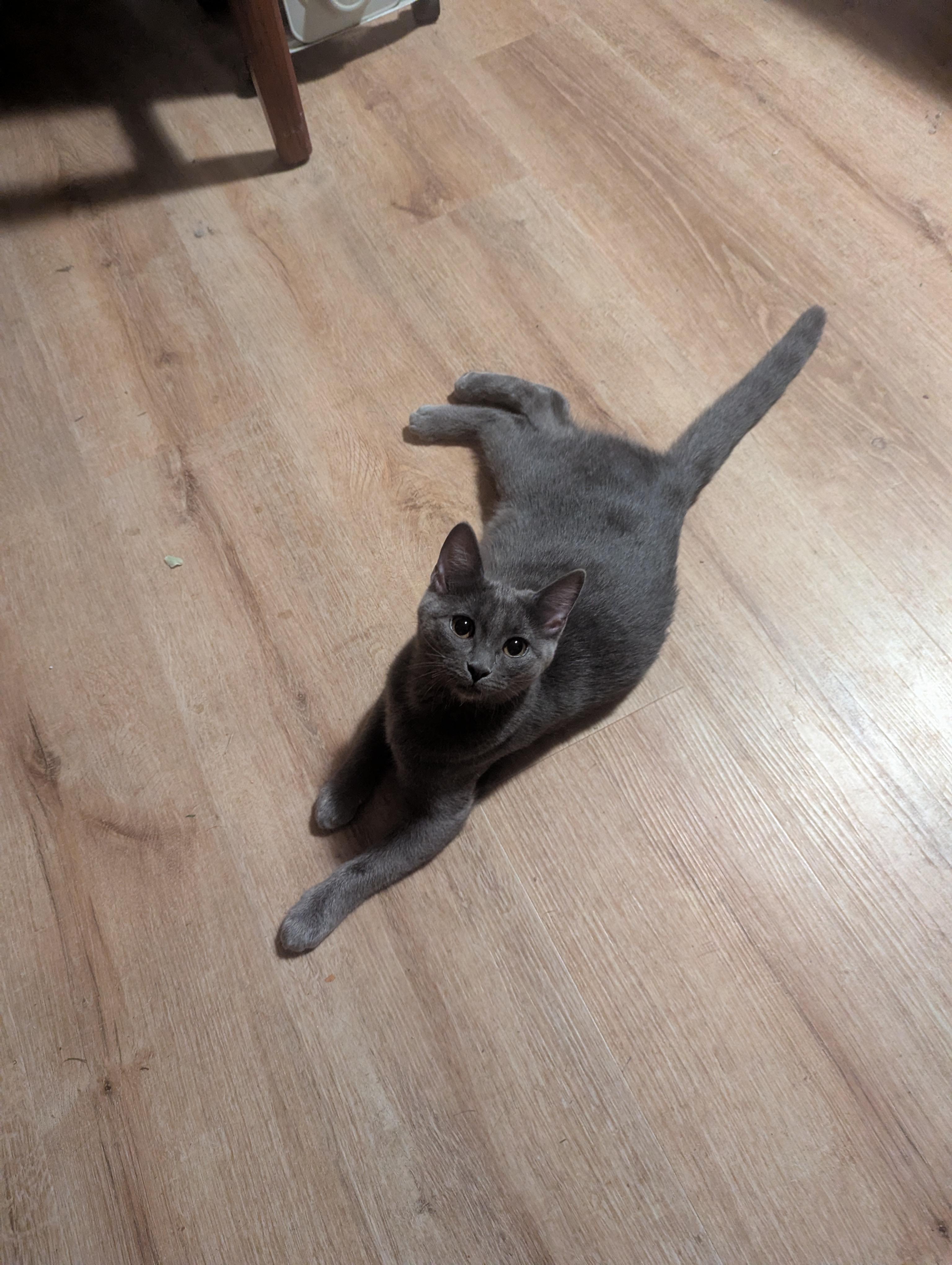 Enlarge Pearl and Ruby, a ADOPTABLE Domestic Short Hair in Medford, OR image 5/5