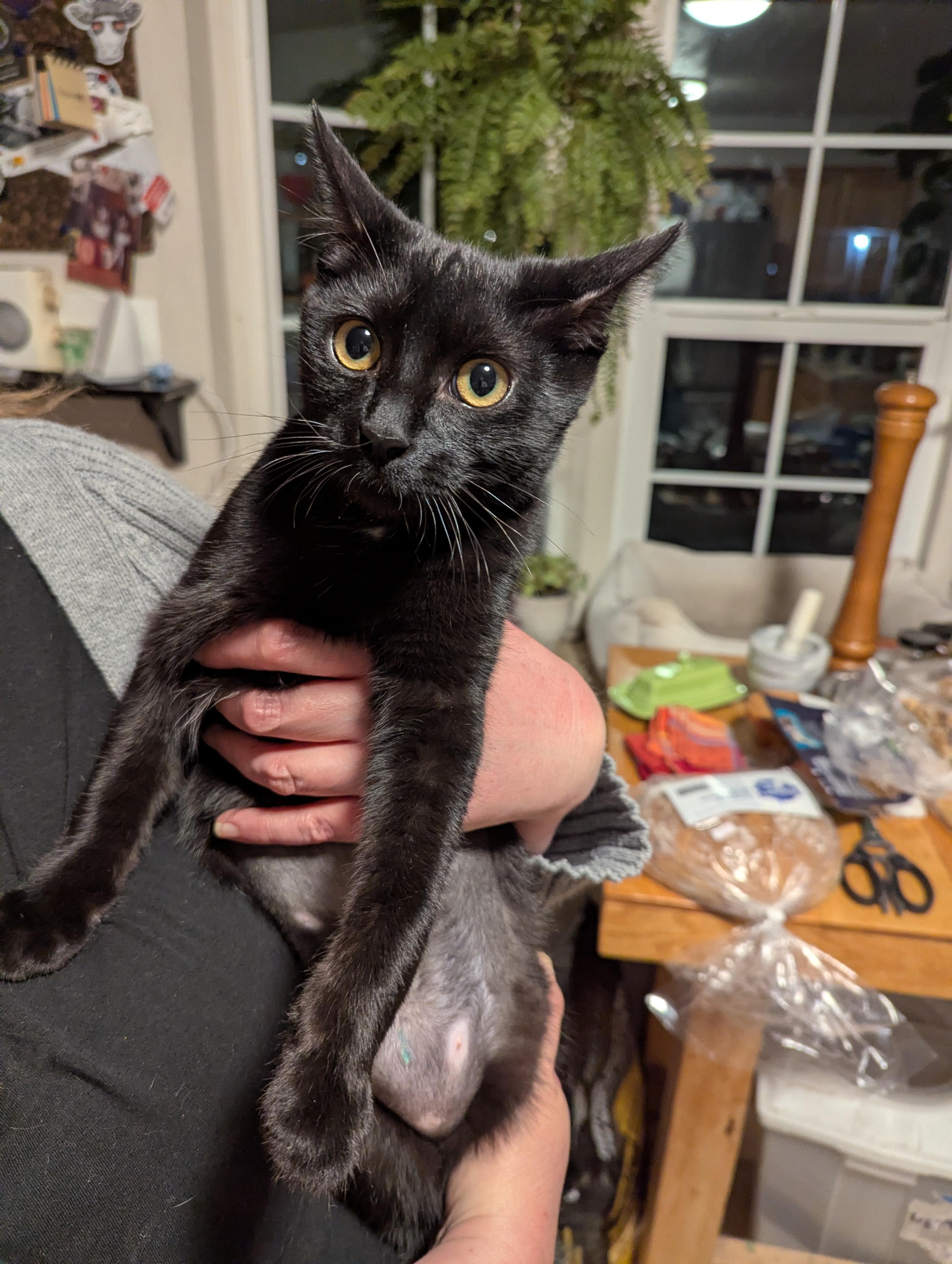 Enlarge Pearl and Ruby, a ADOPTABLE Domestic Short Hair in Medford, OR image 3/5