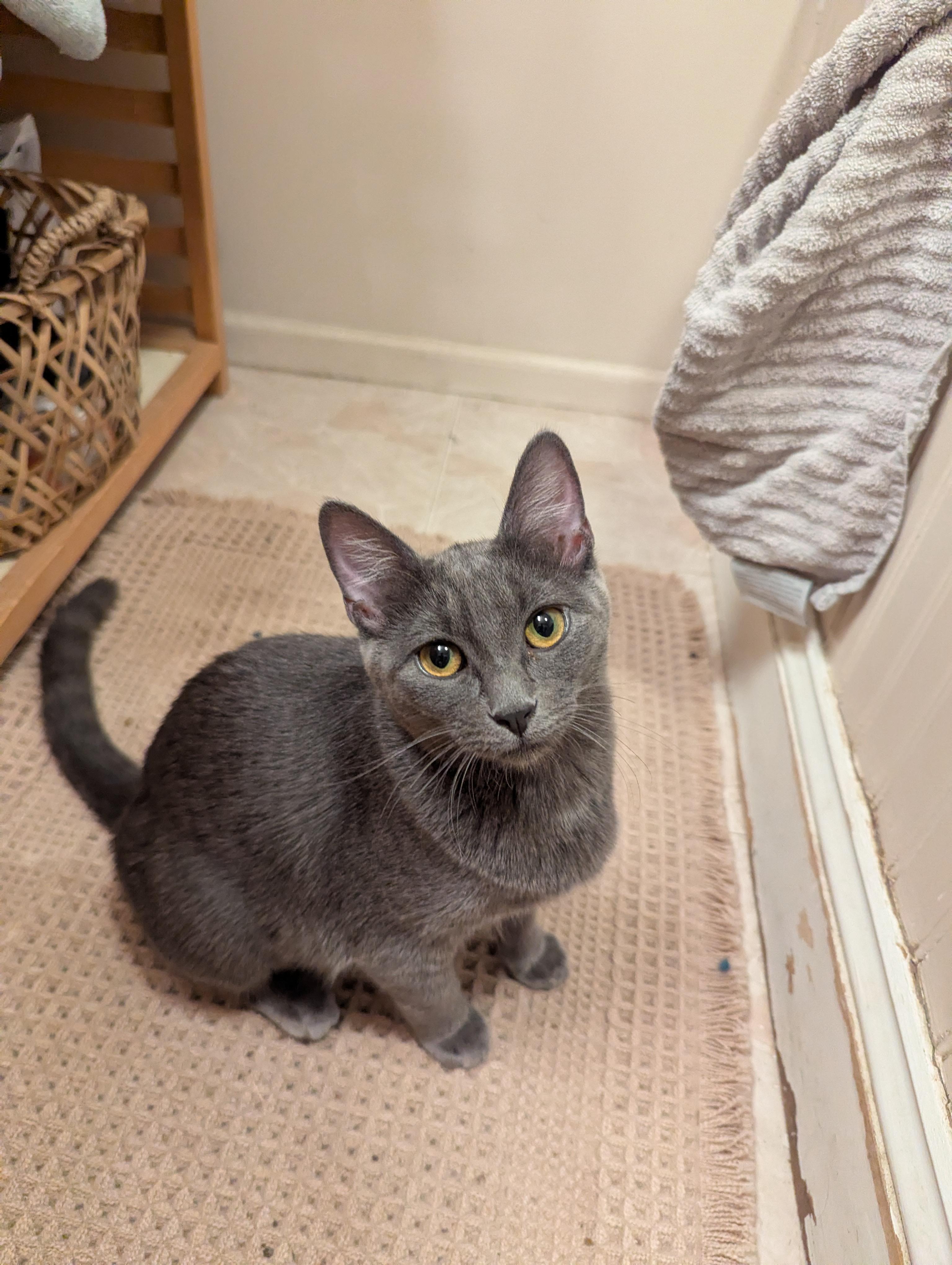 Enlarge Pearl and Ruby, a ADOPTABLE Domestic Short Hair in Medford, OR image 4/5